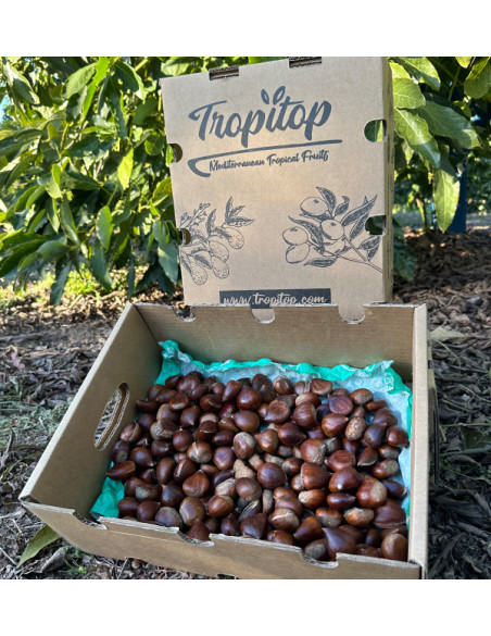 Comprar Castañas Online | Tropitop