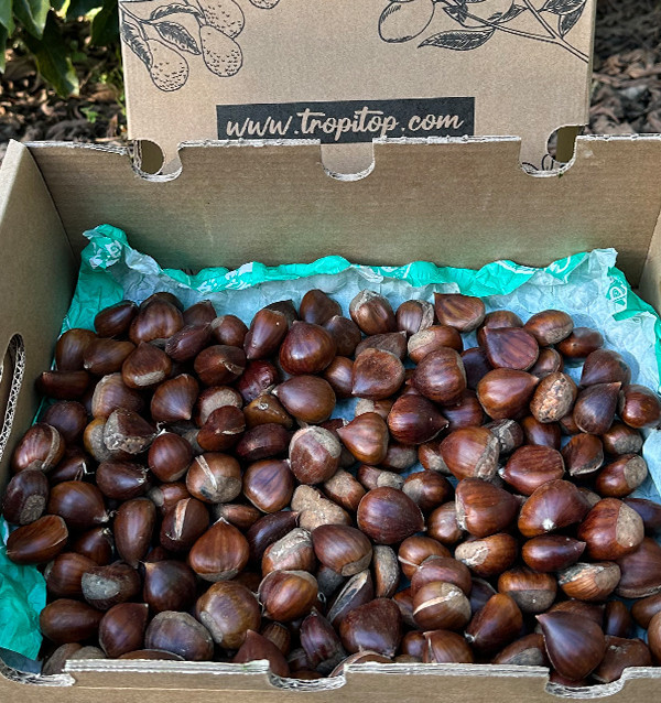Comprare Castagne Online | Tropitop 2