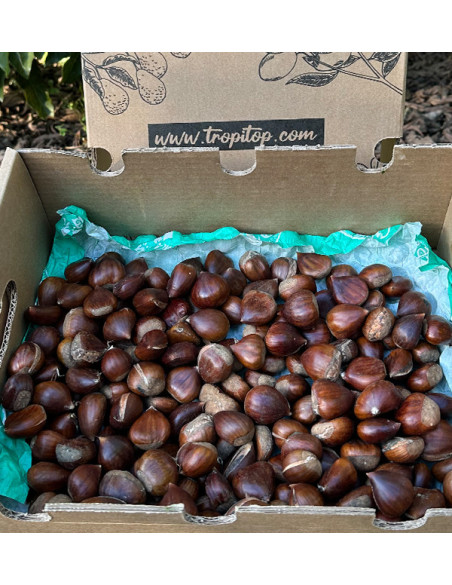 Comprare Castagne Online | Tropitop