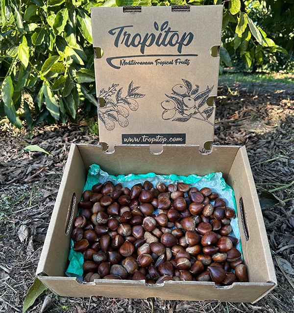 Comprare Castagne Online | Tropitop