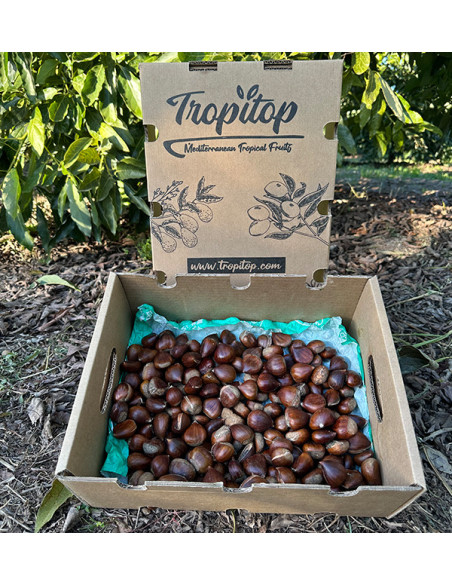 Kastanien Online Kaufen | Tropitop