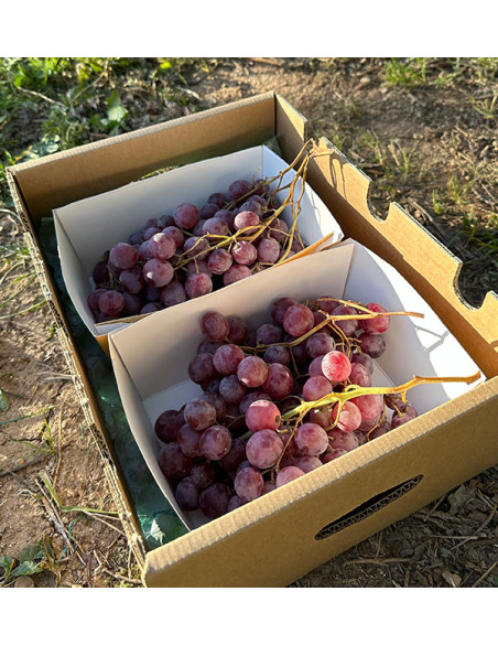 Comprar Uva Vermelha Online na Tropitop | Fresca, Doce e Direta do Campo
