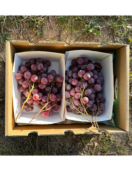 Comprar Uva Roja Online en Tropitop | Fresca, Dulce y Directa del Campo