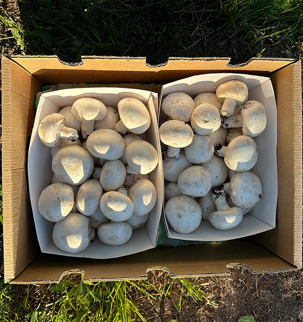 Buy Mushrooms Online | Tropitop