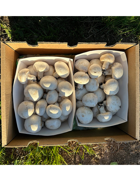 Acheter des Champignons en Ligne | Tropitop