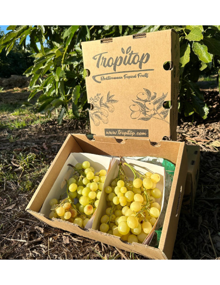 Acheter du Raisin Vert en Ligne chez Tropitop | Frais, Croquant et Direct du Champ