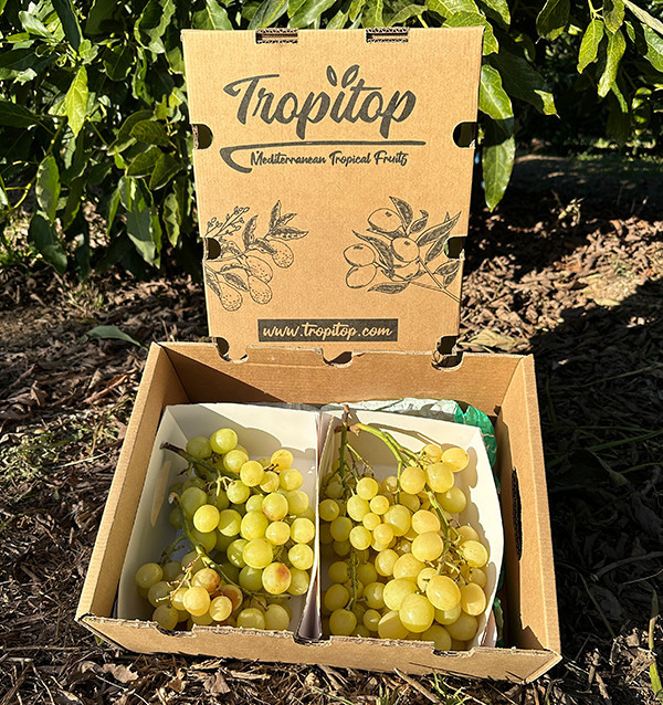 Acheter du Raisin Vert en Ligne chez Tropitop | Frais, Croquant et Direct du Champ