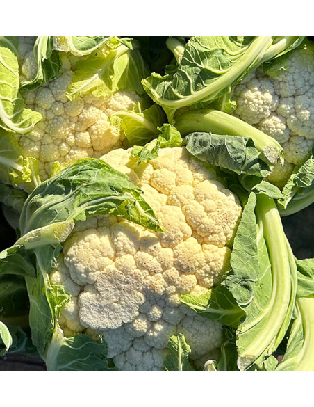 Buy Fresh Cauliflower Online | Direct from the Farmer – Tropitop