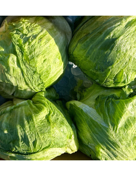 Acquistare Lattuga Iceberg Online | Croccante e Fresca – Tropitop