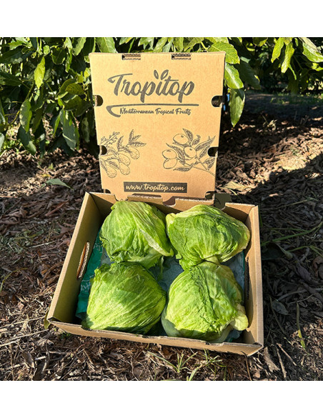 Comprar Alface Iceberg Online | Crocante e Fresca – Tropitop