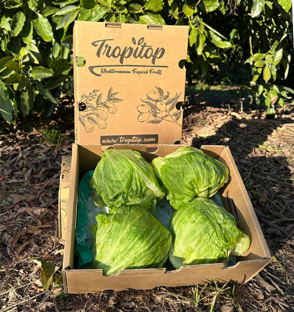 Comprar Lechuga Iceberg Online | Crujiente y Fresca – Tropitop