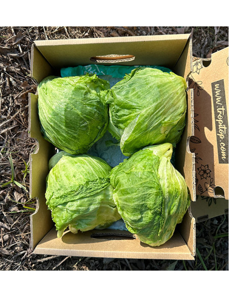 Comprar Alface Iceberg Online | Crocante e Fresca – Tropitop