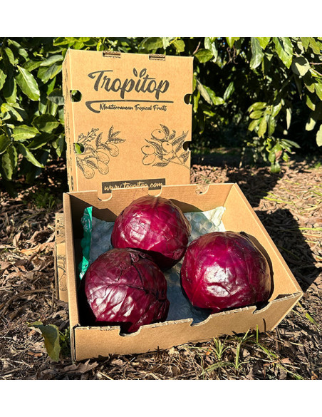 Acheter du Chou Rouge en Ligne | Direct du Producteur – Tropitop