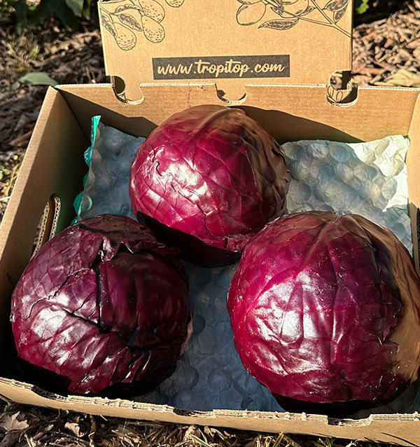 Acheter du Chou Rouge en Ligne | Direct du Producteur – Tropitop