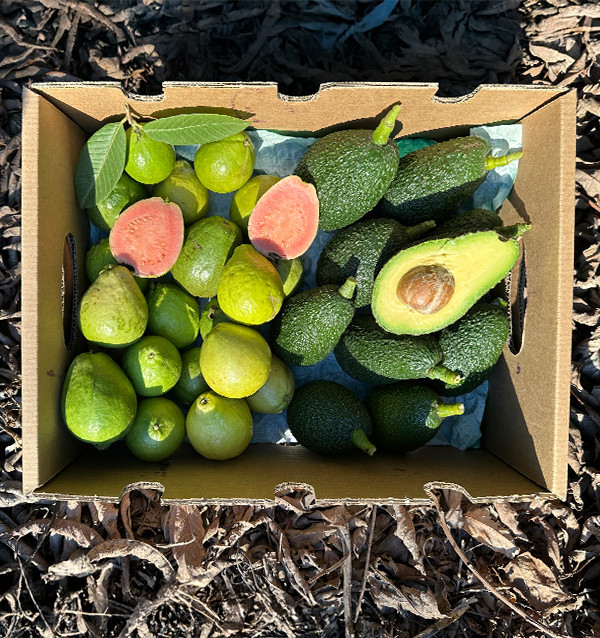 Comprare Avocado Hass e Guayaba Online | Frutta Tropicale Biologica – Tropitop