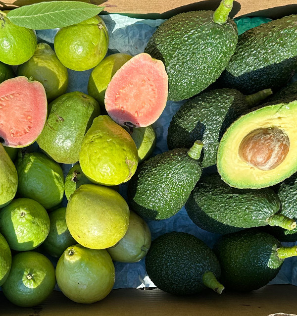 Acheter Avocats Hass et Goyaves en Ligne | Fruits Tropicaux Bio – Tropitop