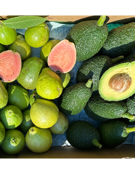 Acheter Avocats Hass et Goyaves en Ligne | Fruits Tropicaux Bio – Tropitop