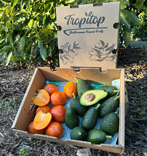 Acheter Avocats Hass et Kakis en Ligne | Mix de Fruits Frais – Tropitop