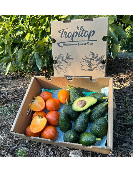 Buy Hass Avocados and Persimmons Online | Fresh Fruit Mix – Tropitop