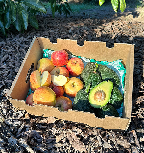 Comprare Avocado Hass e Mele Fuji Online | Tropitop