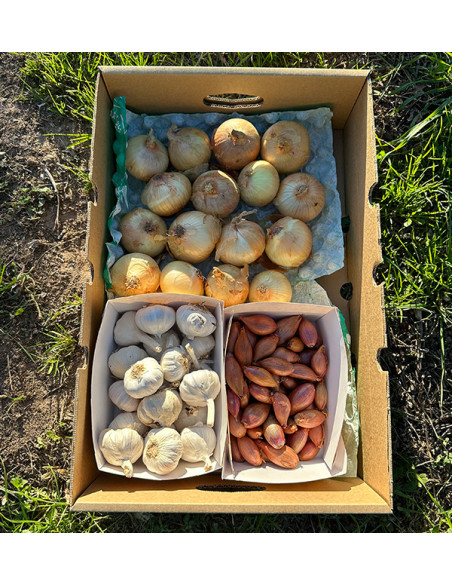 Cipolle, Aglio e Scalogno | Pack Basi di Cucina – Tropitop