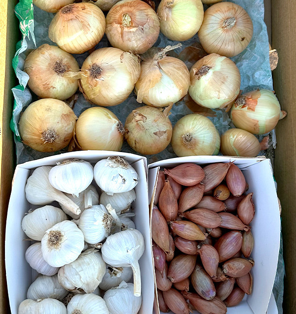 Zwiebeln, Knoblauch und Schalotten | Küchenbasics Pack – Tropitop