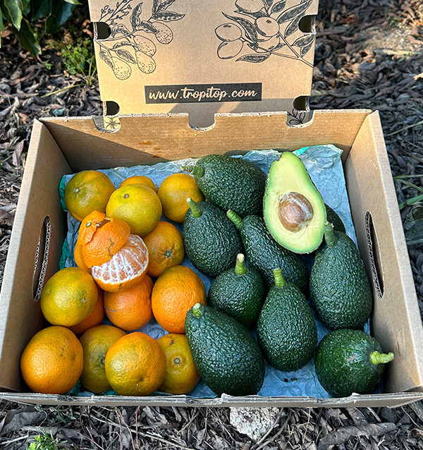 Acheter des avocats et des mandarines clémentines