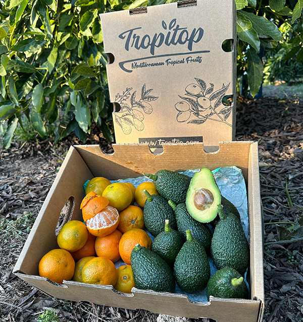Aguacate HASS y Mandarinas valencianas | Tropitop