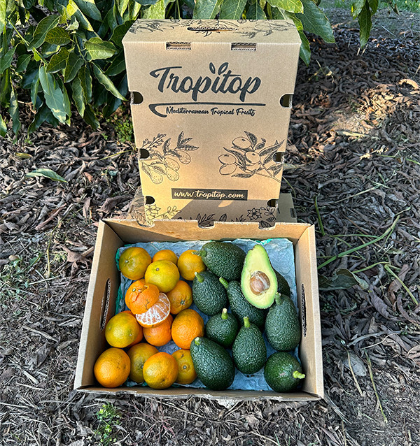 Avocado e mandarini valenciani | Tropitop