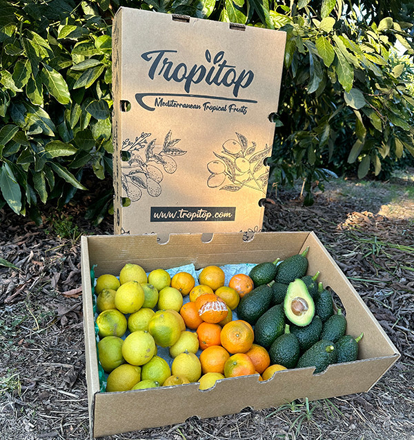 Mélange de mandarines, avocats et citrons - Vente directe du fermier