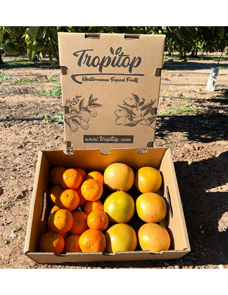Clementina tangerina e toranja direto do campo para sua casa