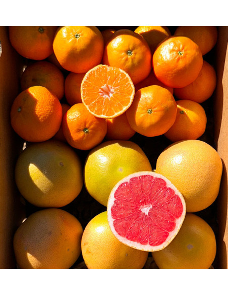 Mandarines clémentines et pamplemousses directement du champ à votre domicile