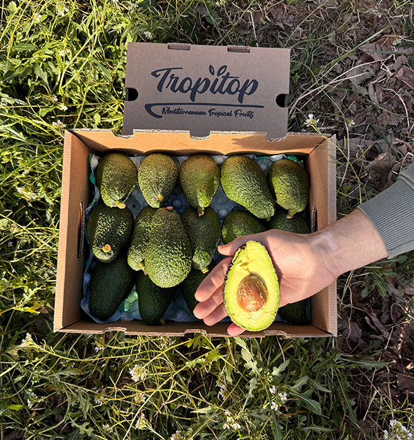 Avocados Online Kaufen | Bestellen aus Spanien - Tropitop