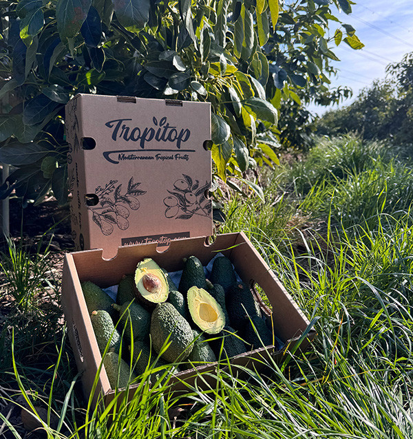 Comprar Aguacates online en Tropitop