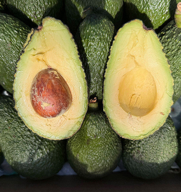Avocados Online Kaufen | Bestellen aus Spanien - Tropitop