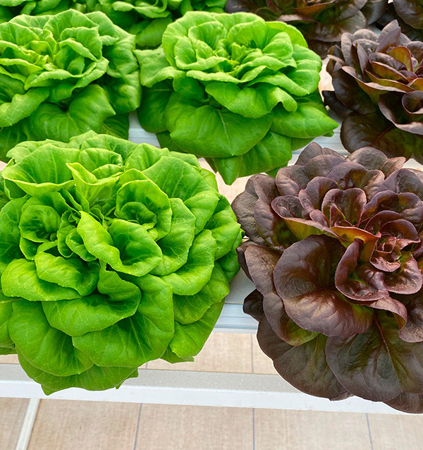 Hydroponischer Salat online kaufen – Frischer, lebender Salat von Tropitop