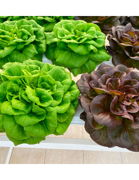 Hydroponischer Salat online kaufen – Frischer, lebender Salat von Tropitop