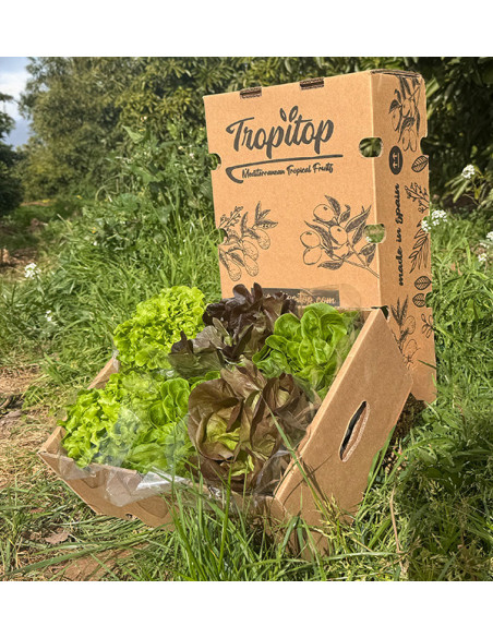 Comprar Lechugas Hidropónicas Online - Lechugas vivas sabrosas y de calidad Tropitop