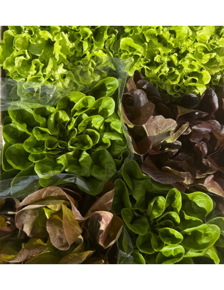 Buy Hydroponic Lettuce Online - Fresh, Living Lettuce from Tropitop