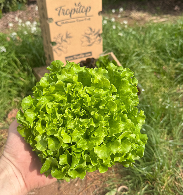 Acheter des Laitues Hydroponiques en Ligne - Laitues vivantes savoureuses et de qualité Tropitop