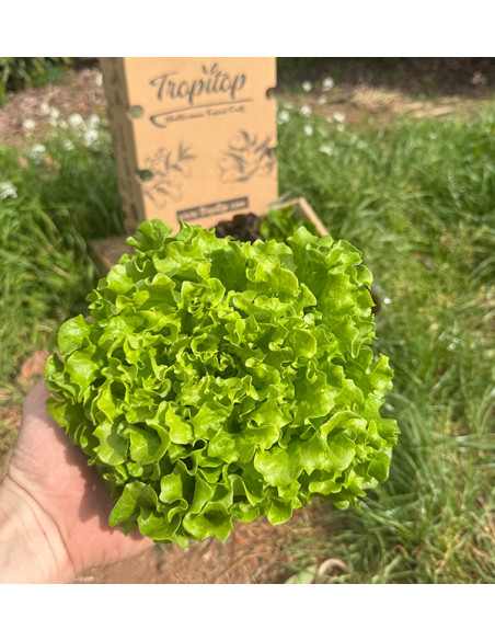 Comprar Lechugas Hidropónicas Online - Lechugas vivas sabrosas y de calidad Tropitop
