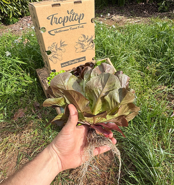Comprar Lechugas Hidropónicas Online - Lechugas vivas sabrosas y de calidad Tropitop