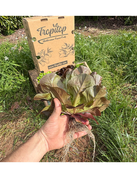 Hydroponischer Salat online kaufen – Frischer, lebender Salat von Tropitop