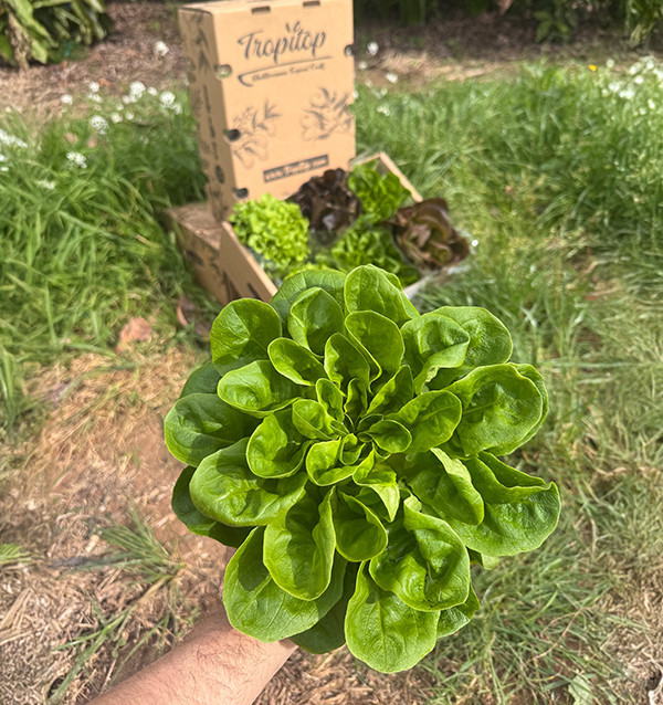 Buy Hydroponic Lettuce Online - Fresh, Living Lettuce from Tropitop