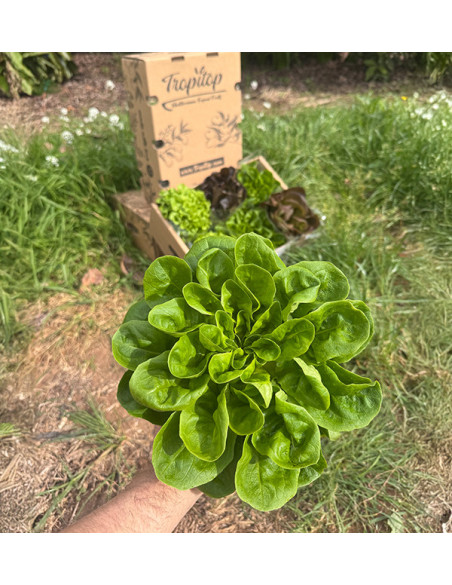 Buy Hydroponic Lettuce Online - Fresh, Living Lettuce from Tropitop