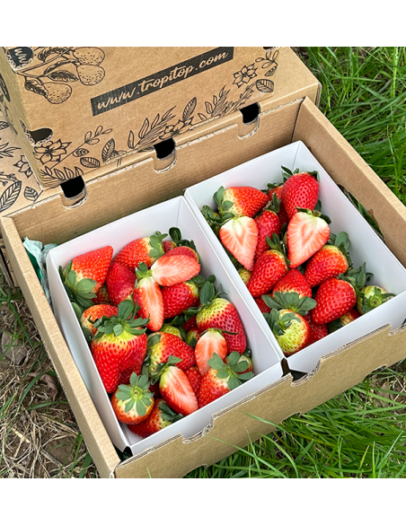 Acheter des Fraises en Ligne sur Tropitop | Directement du champ à votre table