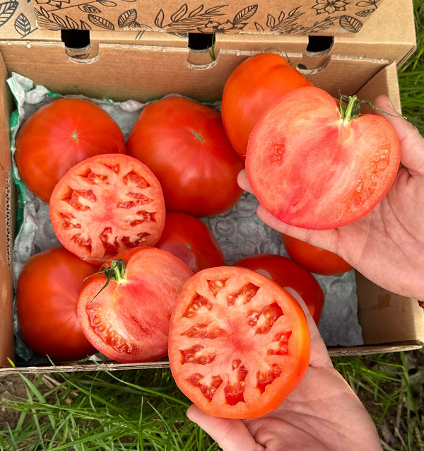 Acheter Tomate Cœur de Bœuf en Ligne sur Tropitop