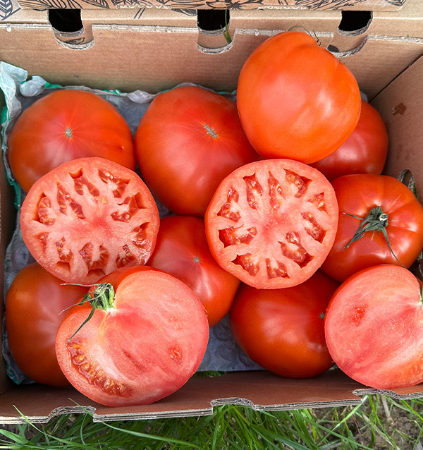 Acheter Tomate Cœur de Bœuf en Ligne sur Tropitop