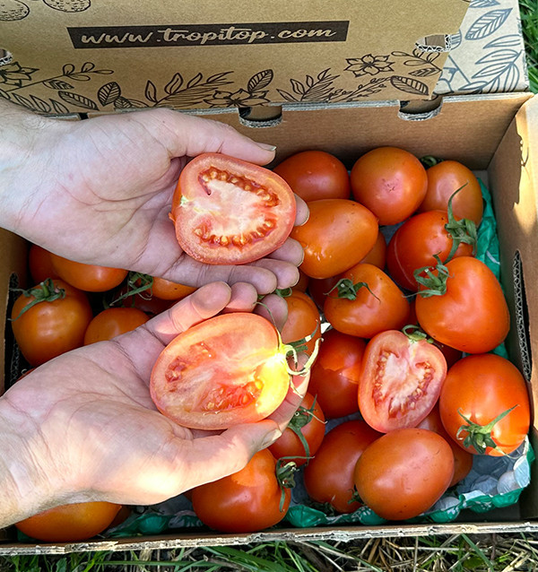 Comprar Tomate Pera Online en Tropitop