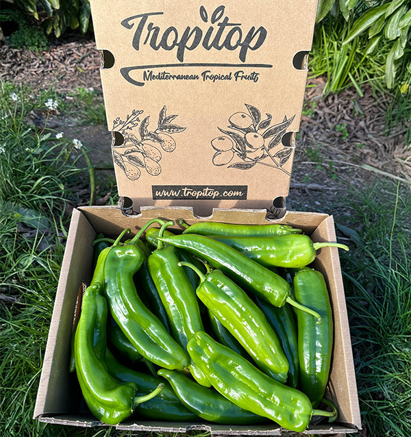 Comprar Pimientos Italianos Rojos Online en Tropitop